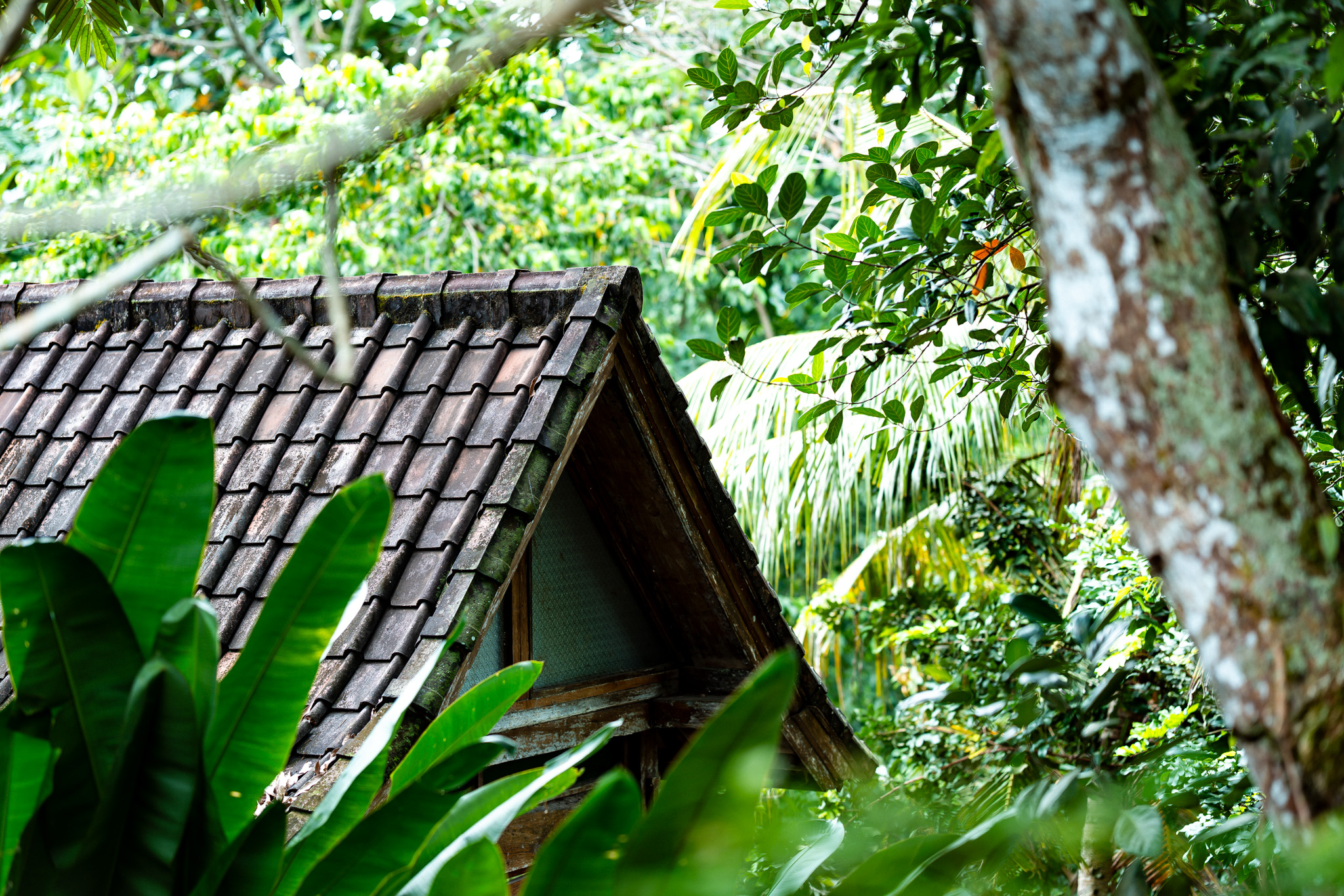 A roof in the forest, Bali